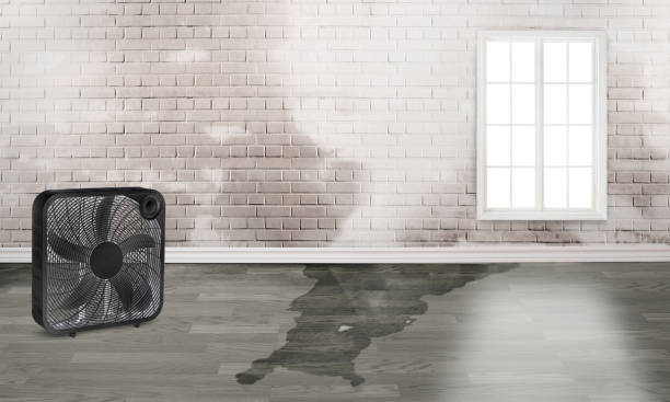 Best Flood damage cleanup  in Lawton, MI